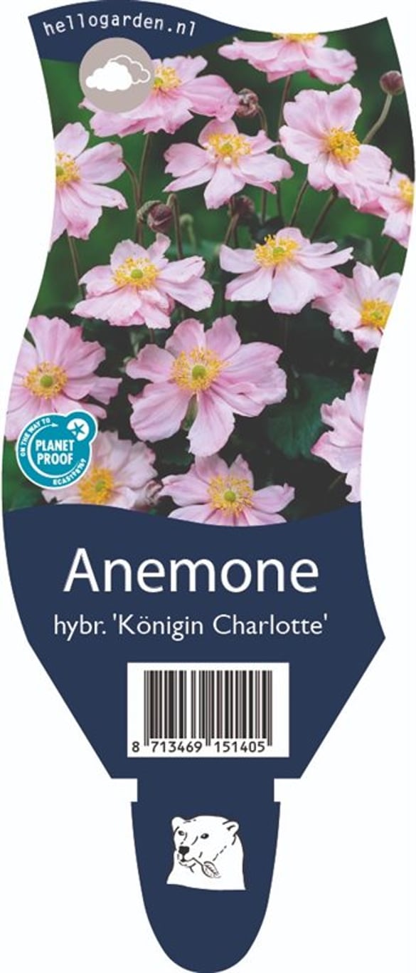 Anemone hyb. 'Königin Charlotte' - P11